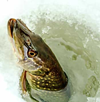 Nice northern pike caught while ice fishing